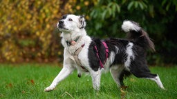 Ein Hund mit schwarz-weißem Fell läuft über eine Wiese 