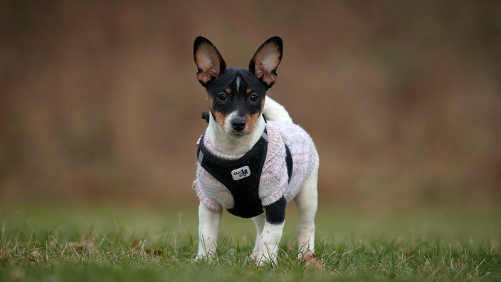 Ein weißer Hund mit Abzeichen und einem beigen Mantel steht auf einer Wiese