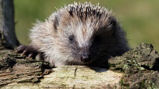 Ein Igel auf einem Baumstamm