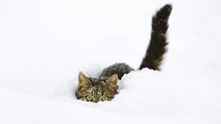 Eine getigerte Katze im Schnee