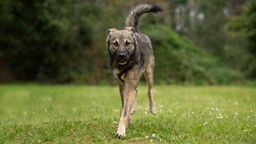 Hund mit grau-beigefarbenem Fell läuft über eine Wiese 