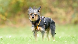 Ein kleiner Hund mit schwarz-braunem langem Fell steht auf einer Wiese 