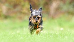 Ein kleiner Hund mit schwarz-braunem Fell läuft über eine Wiese 