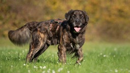 Ein Hund mit wuscheligem gestromtem Fell und weißen Flecken auf einer Wiese 