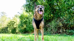 Ein Hund mit braun-schwarzem Fell steht hechelnd auf einer Wiese 