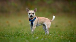 Kleiner Hund mit beigefarbenem Fell und blauem Geschirr steht seitlich auf einer Wiese 