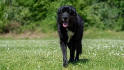 Hund mit langem schwarzem Fell mit Abzeichen stecht hechelnd auf einer Wiese 