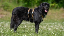 Hund mit langem schwarzem Fell mit Abzeichen steht seitlich auf einer Wiese und schaut in Richtung Kamera 
