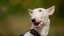 Weiße Hündin mit geöffneter Schnauze in Nahaufnahme 