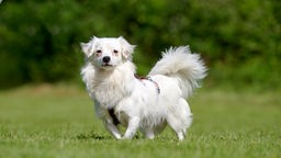 Kleiner weißer Hund mit langem Fell steht auf einer Wiese