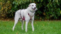 Ein großer weißer Hund mit einem roten Geschirr steht auf einer Wiese