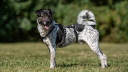 Hund mit tricolor-farbigem Fell steht seitlich auf einer Wiese 