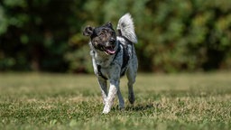 Hund mit tricolor-farbigem Fell läuft hechelnd über eine Wiese 