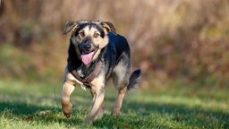 Dreifarbiger Hund läuft hechelnd über eine Wiese