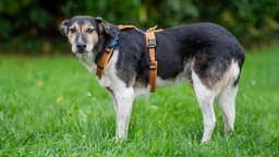 Ein großer dreifarbiger Hund mit einem orangenen Geschirr steht seitlich auf einer Wiese