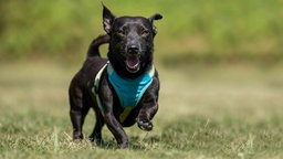 Kleiner Hund mit schwarzem Fell läuft über eine Wiese 