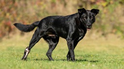 Schwarzer Hund mit braunen Augen steht seitlich auf einer Wiese