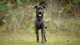 Hund mit braun gestromtem Fell steht auf einer Wiese und schaut in Richtung Kamera 