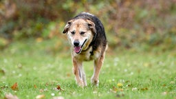 Ein Hund mit schwarz-braunem Fell auf einer Wiese 