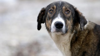 Porträt eines Hundes mit schwarz-weißem Fell 