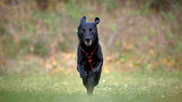 Hund mit schwarzem Fell läuft über eine Wiese in Richtung Kamera 