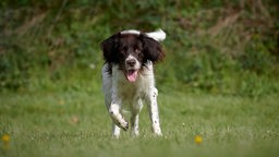 Hund mit langem braun-weißem Fell läuft über eine Wiese 