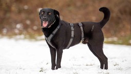 Ein Hund mit schwarzem Fell steht auf einer mit Schnee bedeckten Wiese 