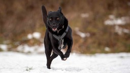 Ein Hund mit schwarzem Fell auf einer mit Schnee bedeckten Wiese