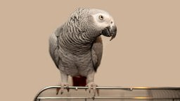 Ein grauer Papagei sitzt auf einer dünnen Metallstange, der Hintergrund ist beige 