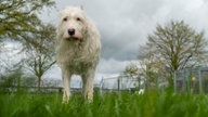 Ein weißer Hund mit krausem Fell steht auf einer Wiese