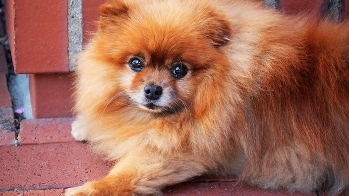 Ein brauner kleiner Hund sitzt auf roten Steinen 