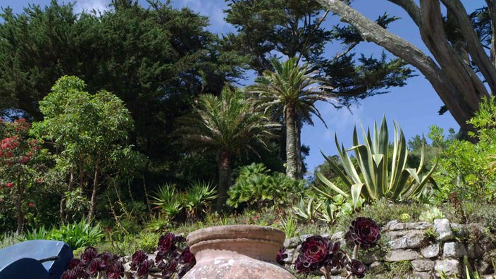 Gartenanlage mit Palmen und Sukkulenten