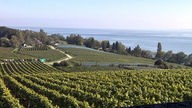 Blick über Weinanbau auf den Bodensee