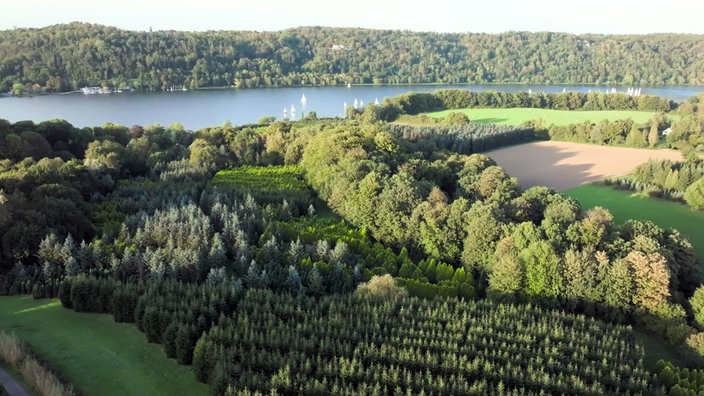 Blick über die Wälder auf den Baldeneysee mit mehreren Segelbooten