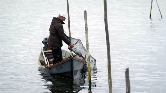 Ein Mann auf einem Boot beim Auslegen einer Reuse