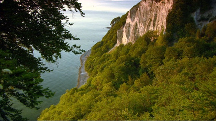 Blick über Bäume auf weiße, zum Meer abfallende Kreidefelsen