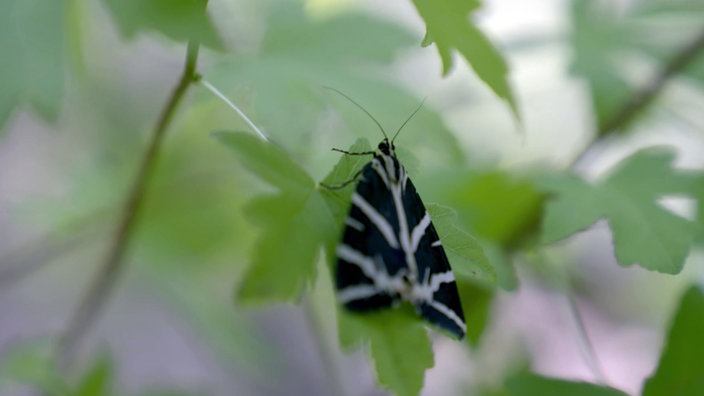 Schmetterling "Russischer Bär" mit schwarzen Flügeln, darauf weiße Streifen