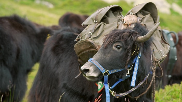 Ein Yak mit einem Rucksack beladen