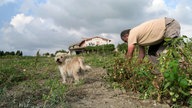 Auf einer Agriturismo-Anlage wird Gemüse geerntet