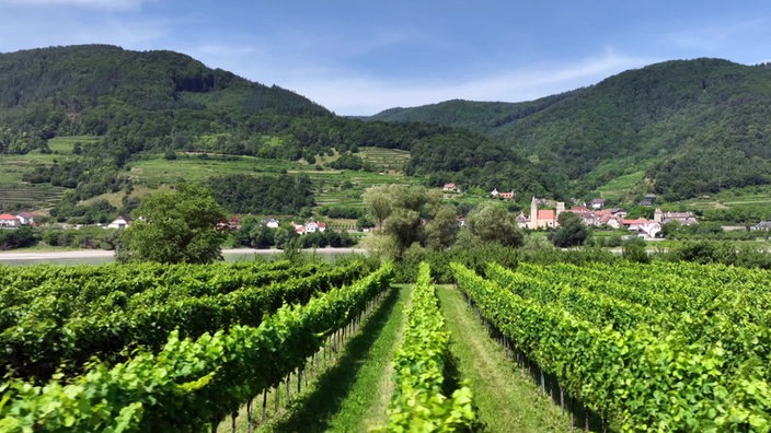 Weinanbau in der Wachau