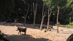 Elefanten im Grünen Zoo in Wuppertal