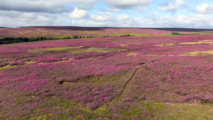 Im North York Moors Nationalpark befindet sich Europas größte Heidefläche.