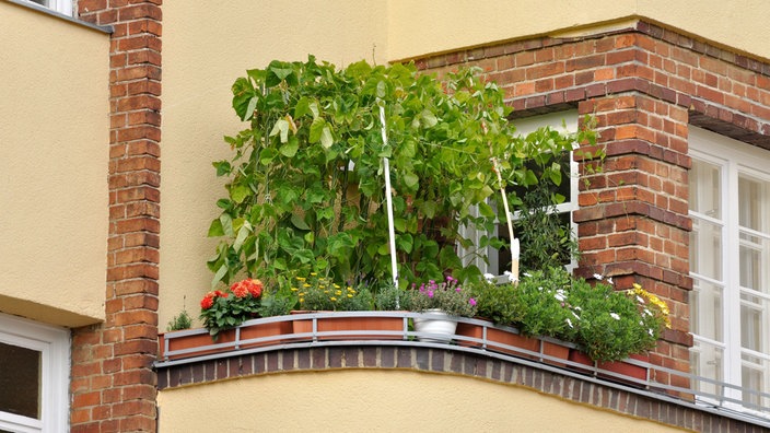 Auf einem Eckbalkon sind Feuerbohnen gepflanzt.