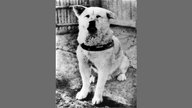 Japanischer Hund Hachiko