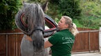 Manuela Zimmermann mit einem Pferd. 