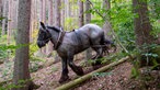 Rückepferd im Wald von Manuela Zimmermann.