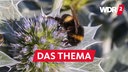 Ein Blütenstand der Stranddistel (Eryngium maritimum, Meer-Mannstreu, sea holly) mit einer Erdhummel