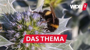 Ein Blütenstand der Stranddistel (Eryngium maritimum, Meer-Mannstreu, sea holly) mit einer Erdhummel