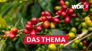 Kaffeebohnen der Sorte Arabica an einem Strauch auf einer Kaffeeplantage