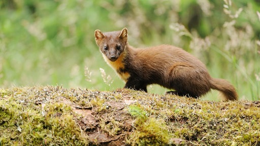  Baummarder benötigen Wälder zum Überleben. Nicht leicht zu finden in Schottland.